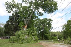 Large Tree in McMinn Loses Limb