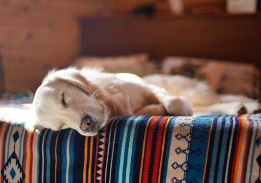 dog